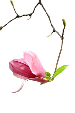 玉蘭花開(kāi)
