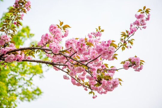 櫻花