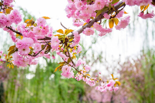 櫻花