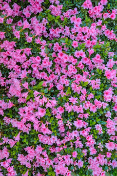 杜鵑花