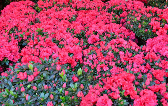 杜鵑花 映山紅