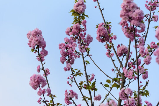 櫻花
