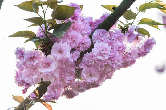 櫻花
