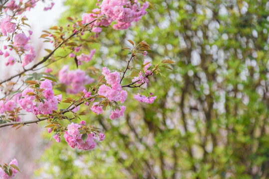 櫻花