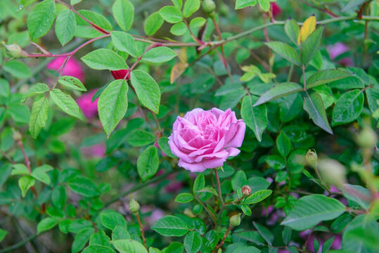 玫瑰花