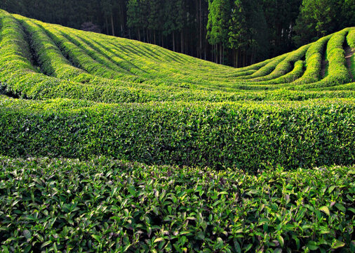 茶葉