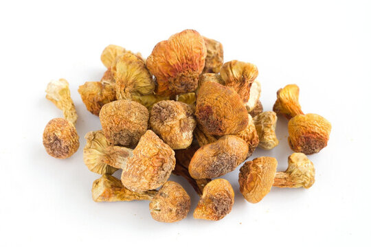 松茸菌白底圖片