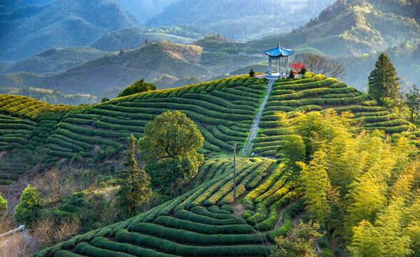 茶園風(fēng)光