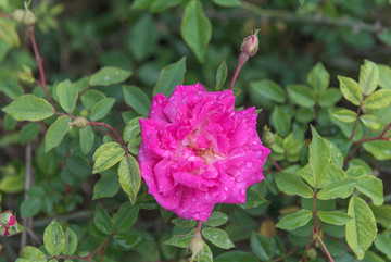 玫瑰花