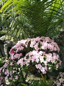 春季花卉33707088086