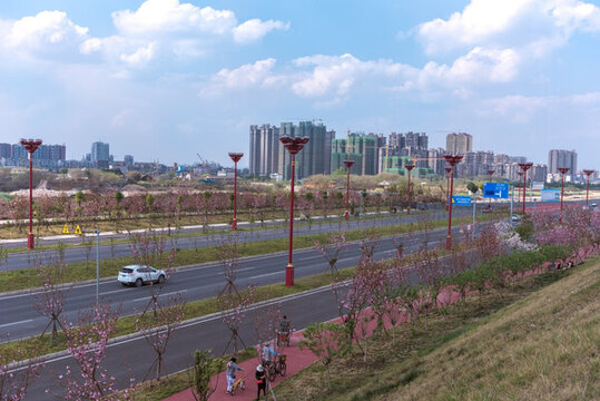 櫻花