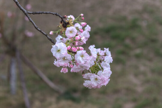 櫻花