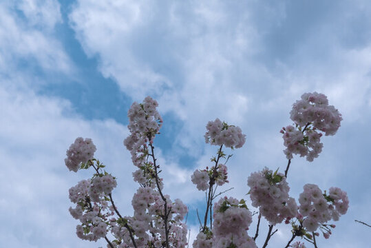 櫻花