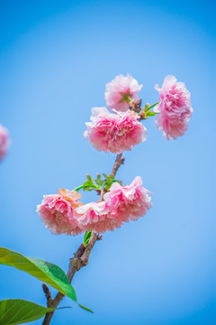 日本櫻花雛菊櫻