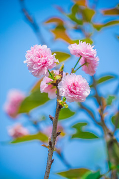 日本櫻花雛菊櫻