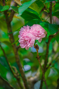 日本櫻花雛菊櫻