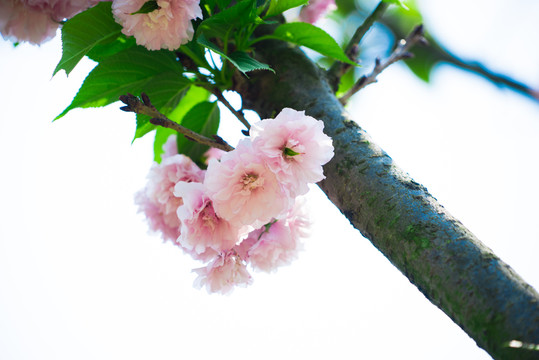 日本櫻花雛菊櫻