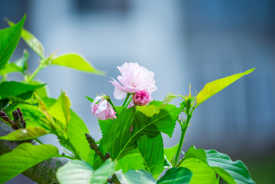 日本櫻花雛菊櫻
