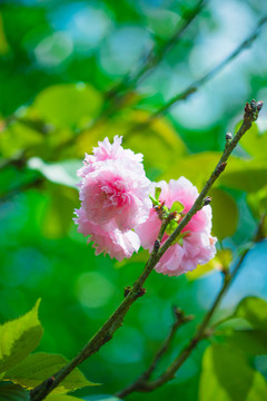 日本櫻花雛菊櫻