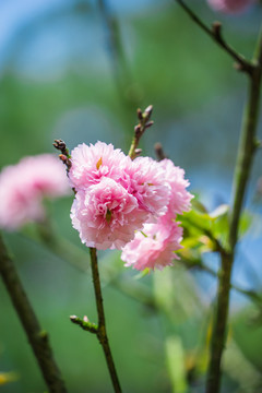日本櫻花雛菊櫻