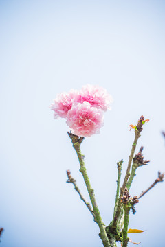 櫻花