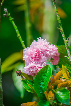 櫻花