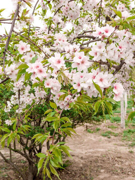 春花