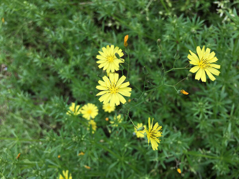 苦荬菜