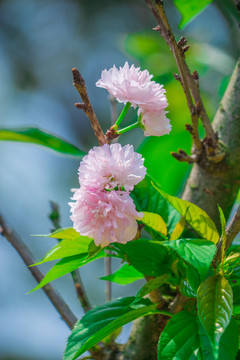 浪漫雛菊櫻花