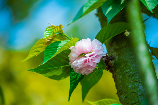 浪漫雛菊櫻花
