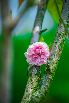 浪漫雛菊櫻花