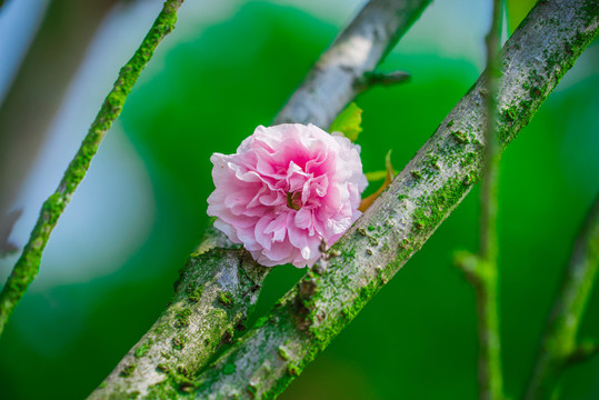 櫻花
