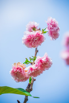 日本櫻花雛菊櫻