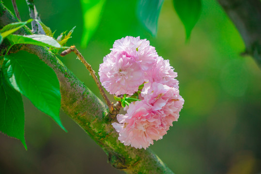 日本櫻花雛菊櫻