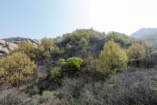 山上的樹林