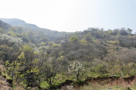 山林