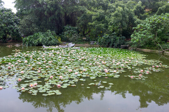 蓮花池景觀