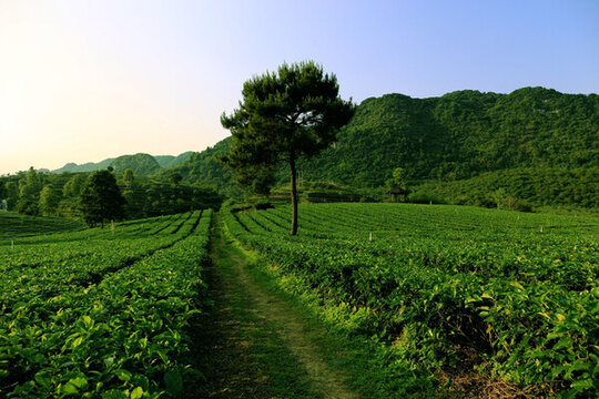 茶園 茶葉 采茶 茶山