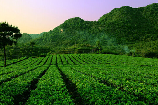 茶園 茶葉 采茶 茶山