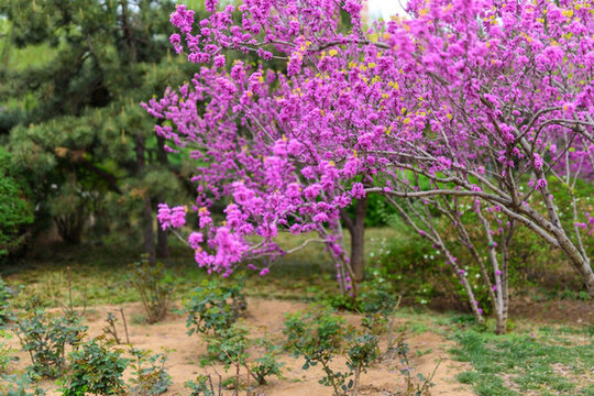紫荊 （1）