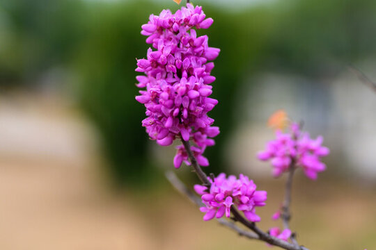 紫荊 （6）