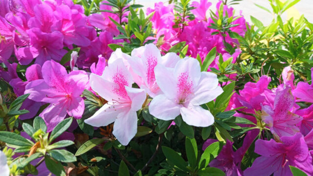 杜鵑花