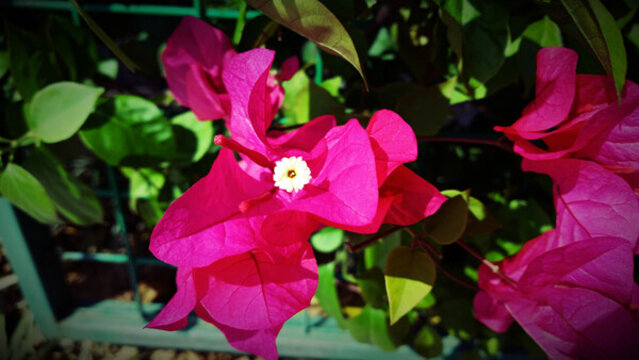 光葉子花