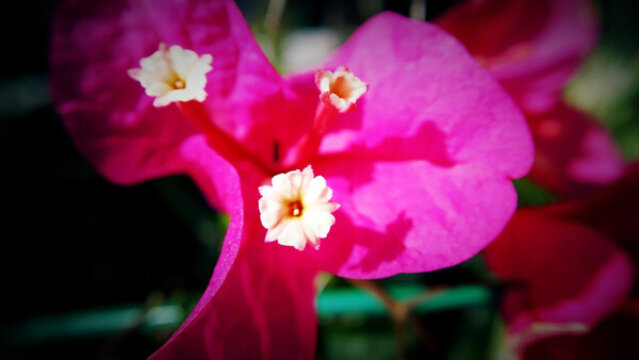 光葉子花