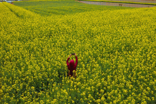 油菜花