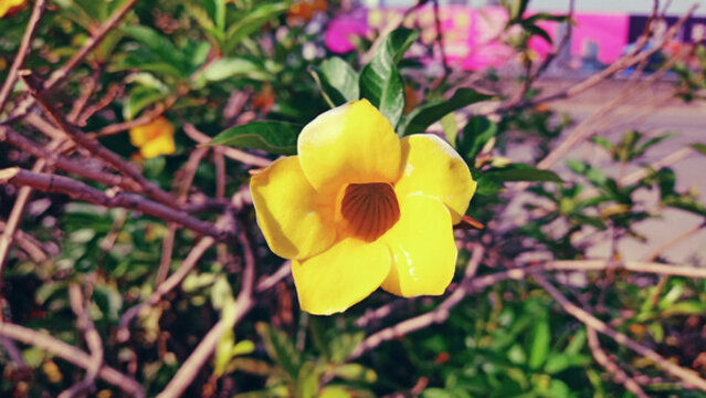 黃蟬花