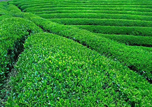 茶葉
