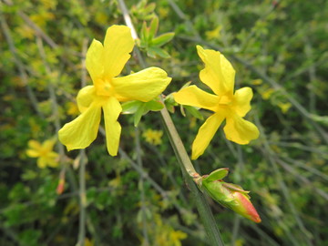迎春花
