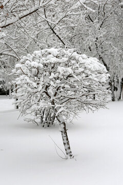 冰雪 樹林 白雪 枝頭