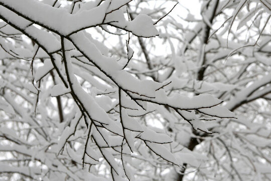 公園 樹林 雪景 冰雪
